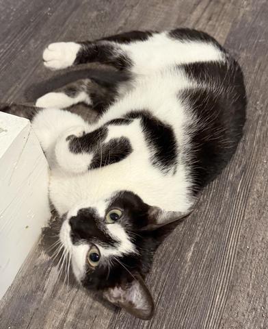 Diamond — thumbnail 3