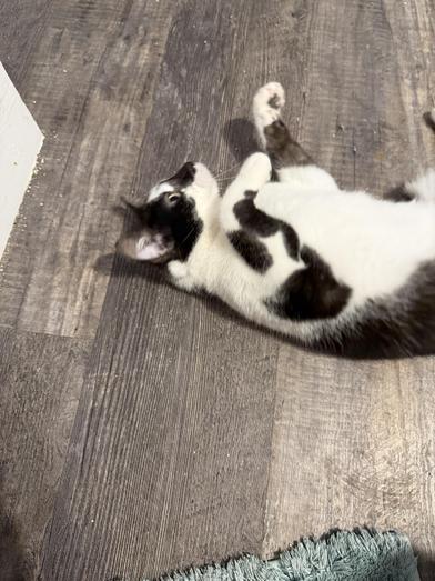 Diamond — thumbnail 5