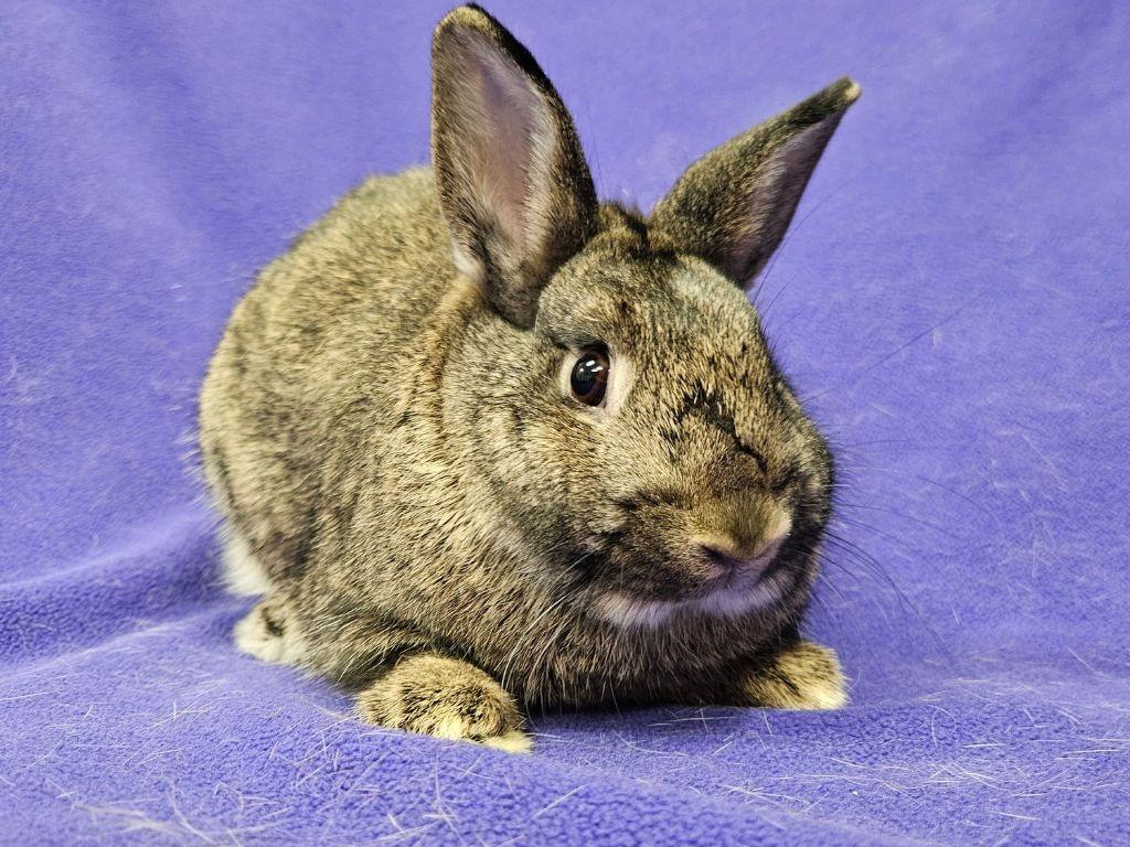 Enlarge Sharon / Francesca, a Adoptable mixed breed in Lewisville, TX image 1/3