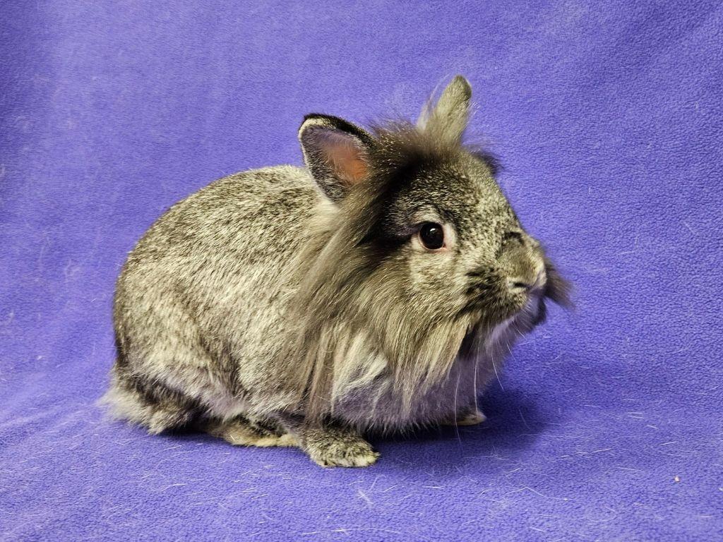 Sharon / Francesca, Adoptable, Adult Female Bunny Rabbit.