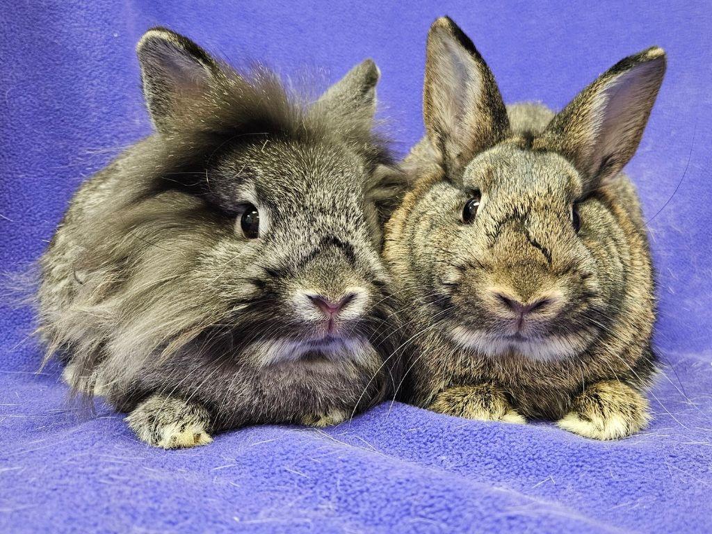 Sharon / Francesca, Adoptable, Adult Female Bunny Rabbit.