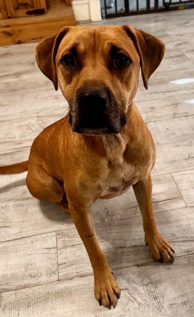 Enlarge Atlas Wyatt, a Adoptable mixed breed in Nashville, TN image 4/5