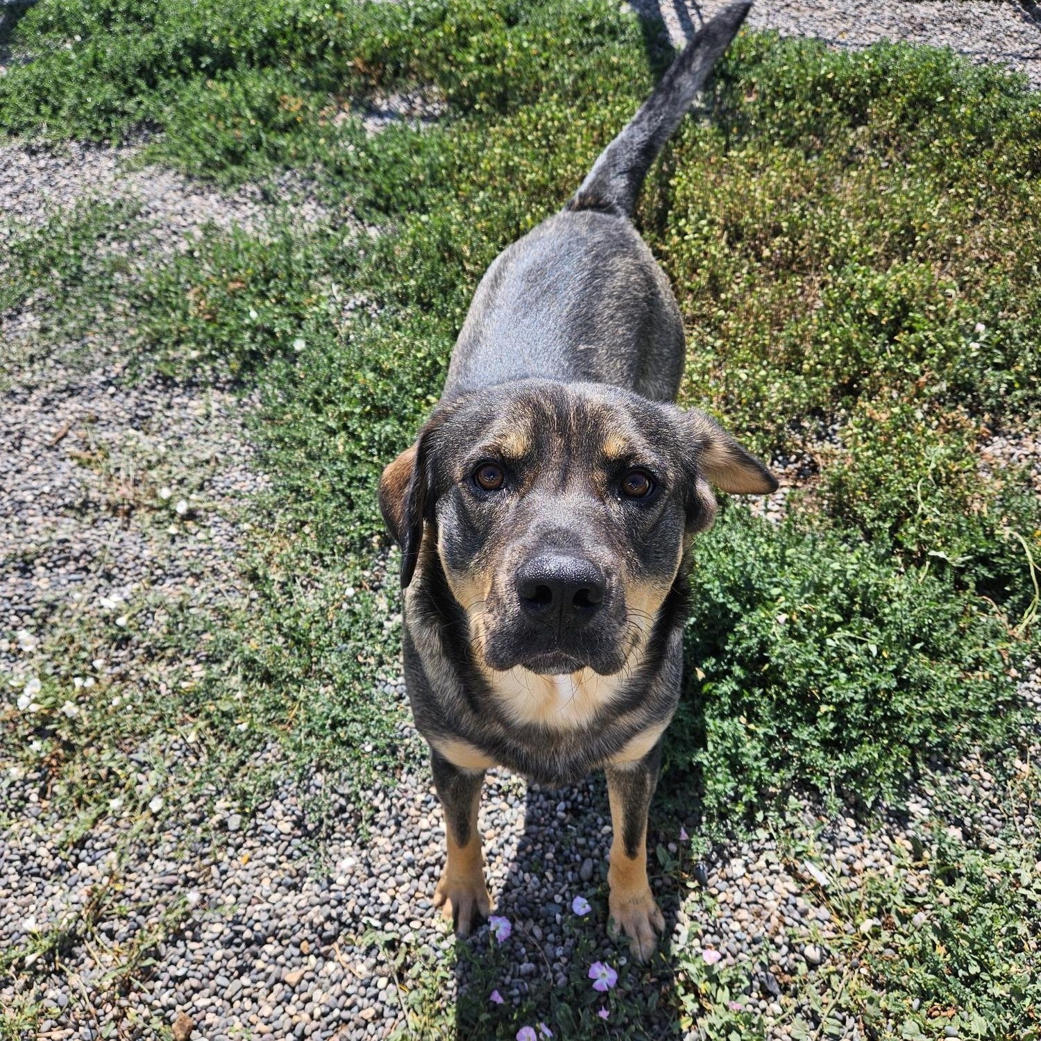 Single Use Code, an adoptable German Shepherd Dog in Billings, MT, 59102 | Photo Image 1