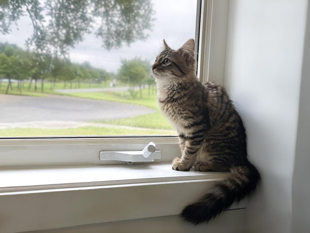 Enlarge Mitzy, a Adopted Domestic Medium Hair in Charles Town, WV image 3/3
