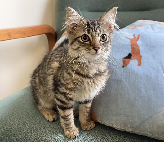 Mitzy, Adopted, Kitten Female Domestic Medium Hair.