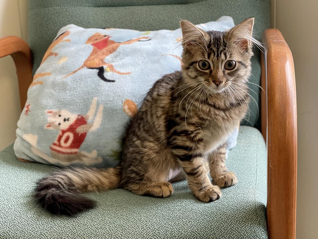 Enlarge Mitzy, a Adopted Domestic Medium Hair in Charles Town, WV image 2/3