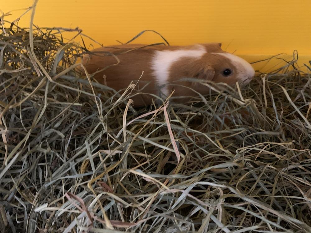 Enlarge Leonore, a Adoptable Guinea Pig in San Diego, CA image 1/1