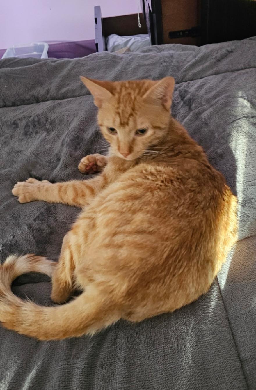 Waffle, adopted, Young Male Domestic Short Hair & Extra-Toes Cat / Hemingway Polydactyl.