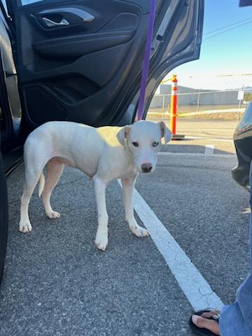 Enlarge Kali, a Adoptable mixed breed in Palm Desert, CA image 4/6