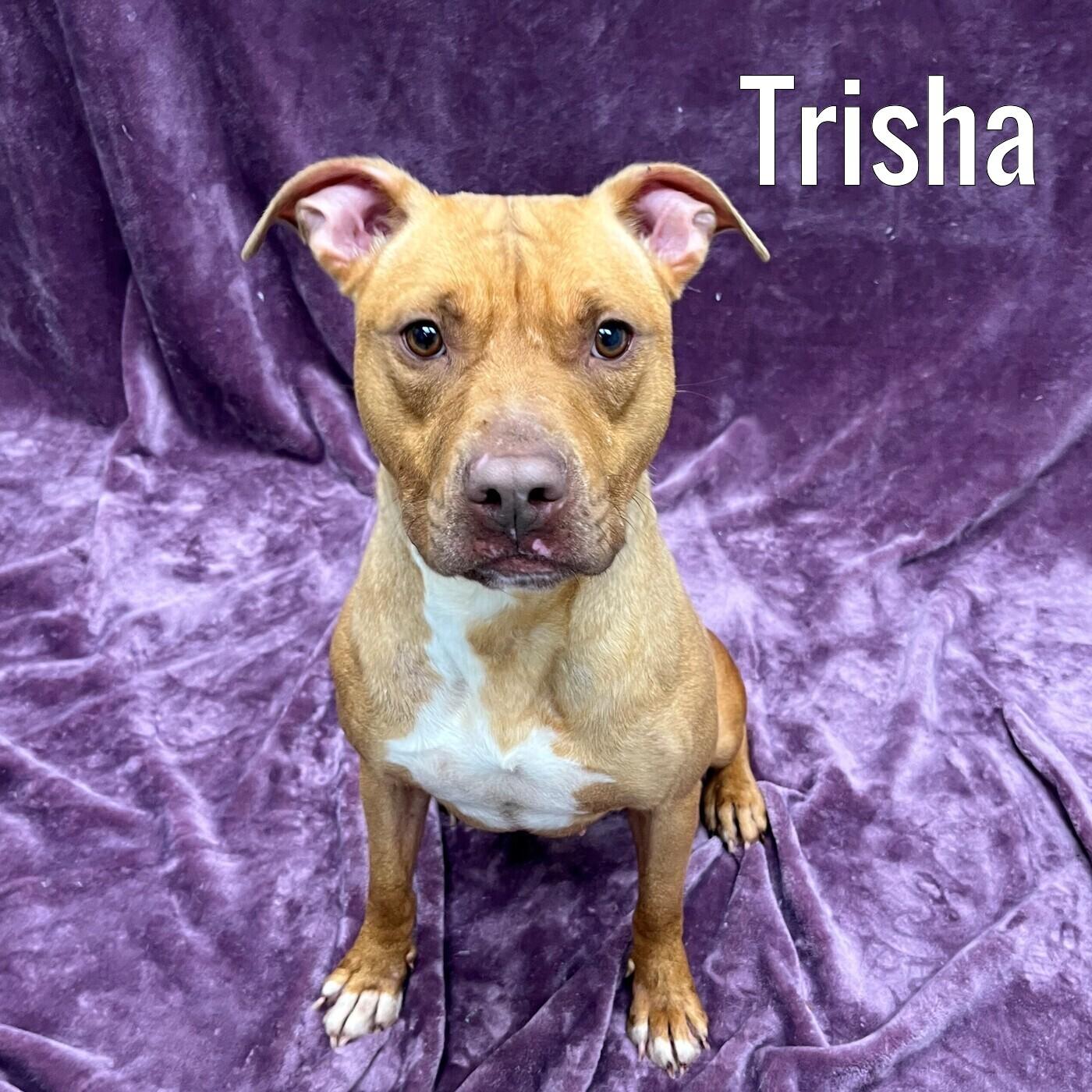 Trisha, adopted, Adult Female Mixed Breed.