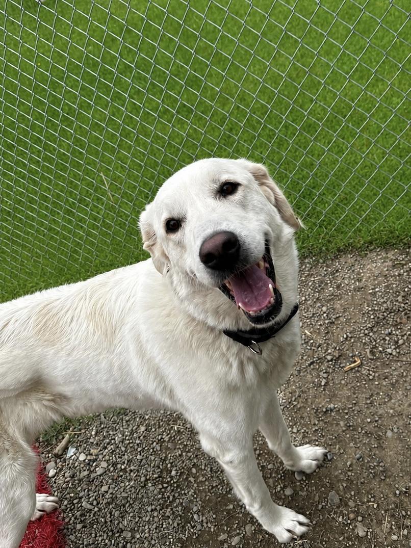 Enlarge Palmer, a ADOPTABLE Great Pyrenees in Hornell, NY image 1/1