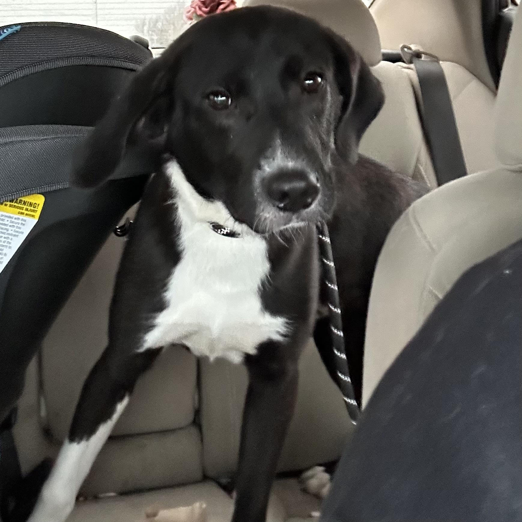 Max, ADOPTABLE, Puppy Male Labrador Retriever.