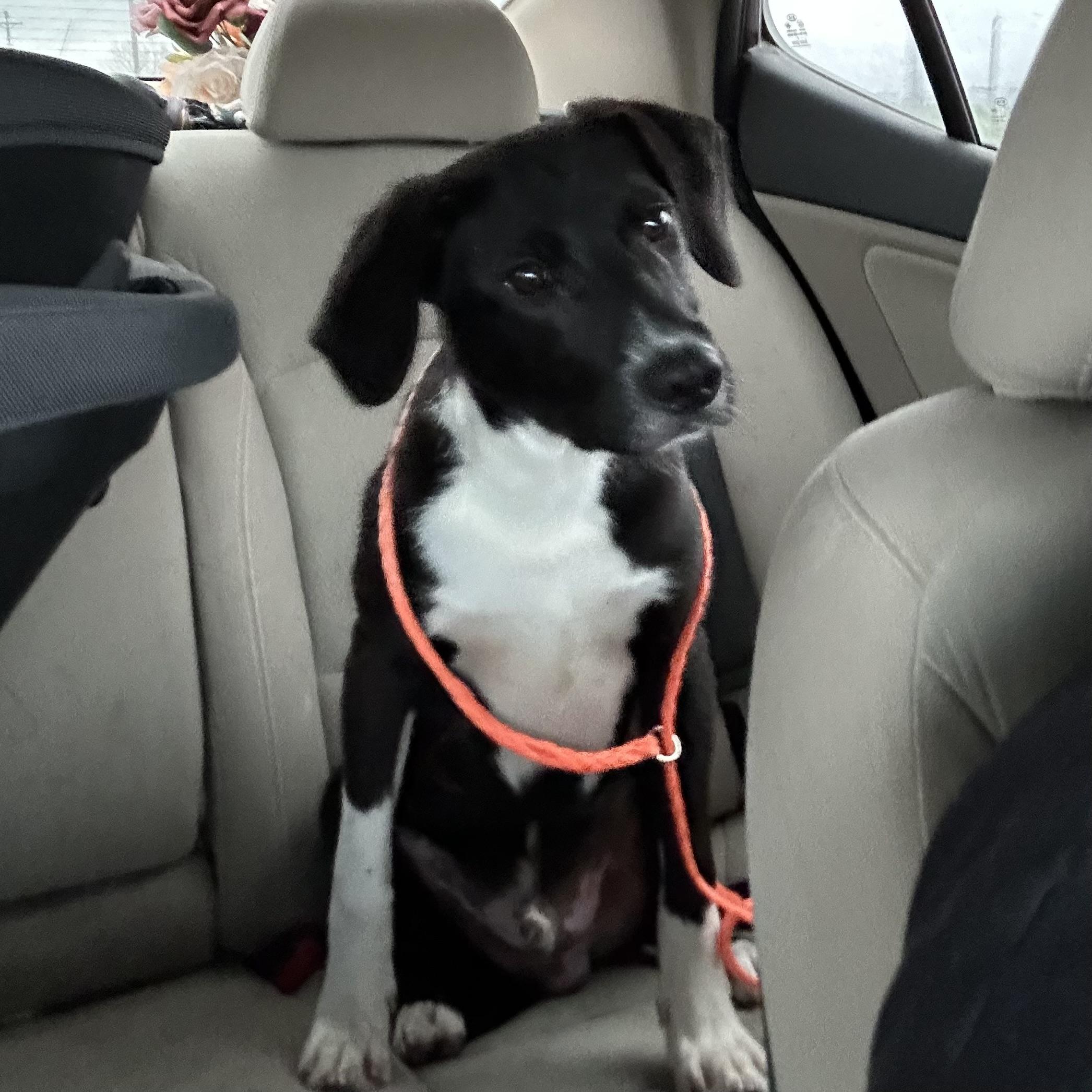 Enlarge Max, a ADOPTABLE mixed breed in Trenton, MO image 2/4