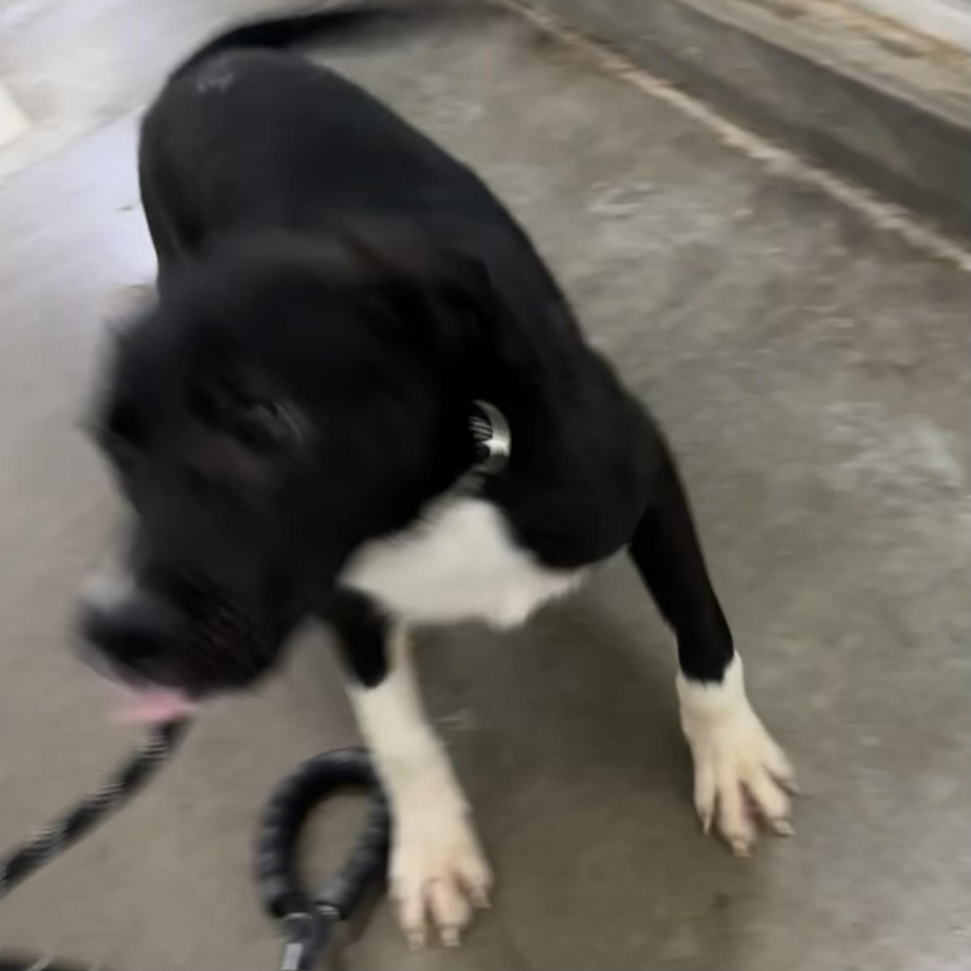 Enlarge Max, a ADOPTABLE mixed breed in Trenton, MO image 4/4