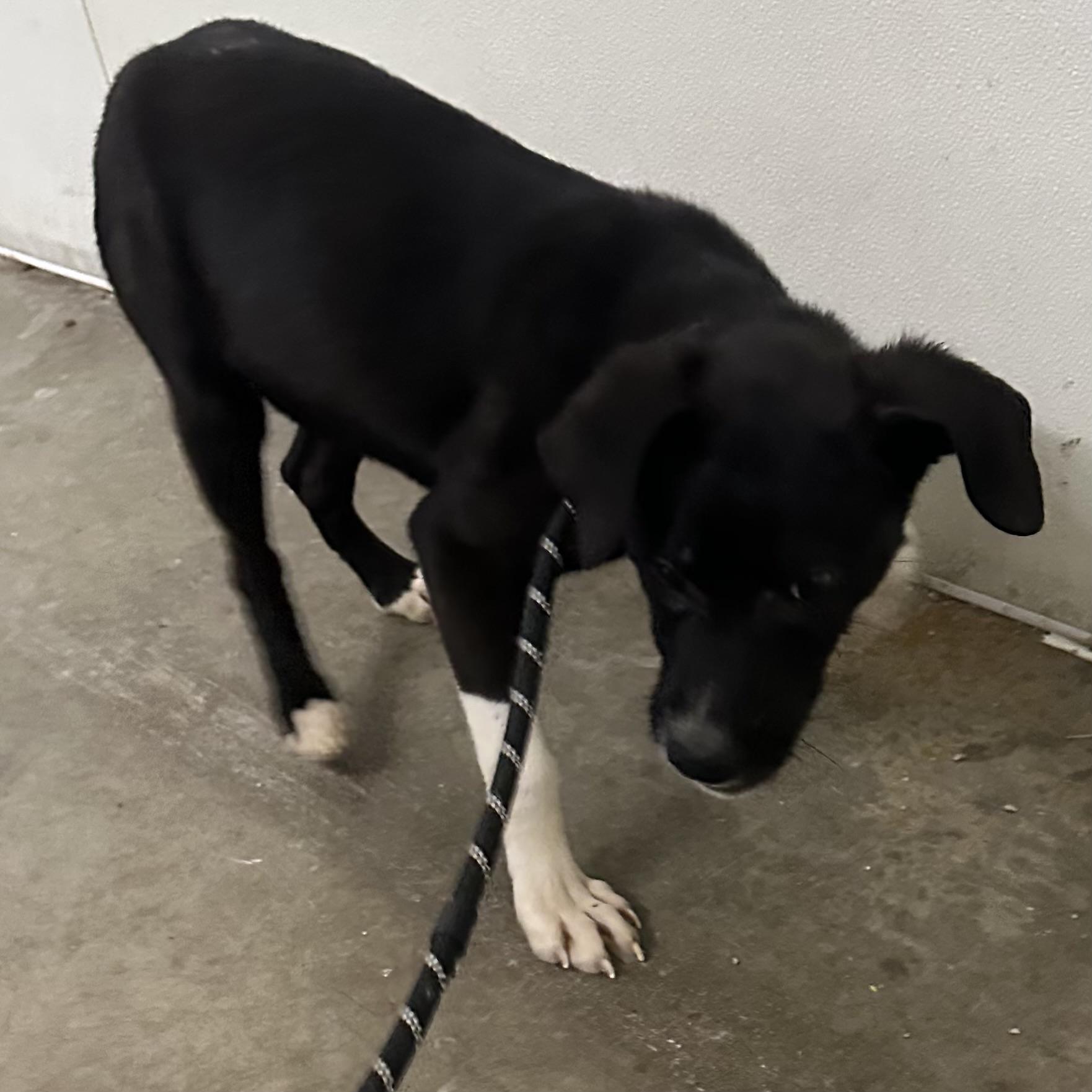 Enlarge Max, a ADOPTABLE mixed breed in Trenton, MO image 3/4