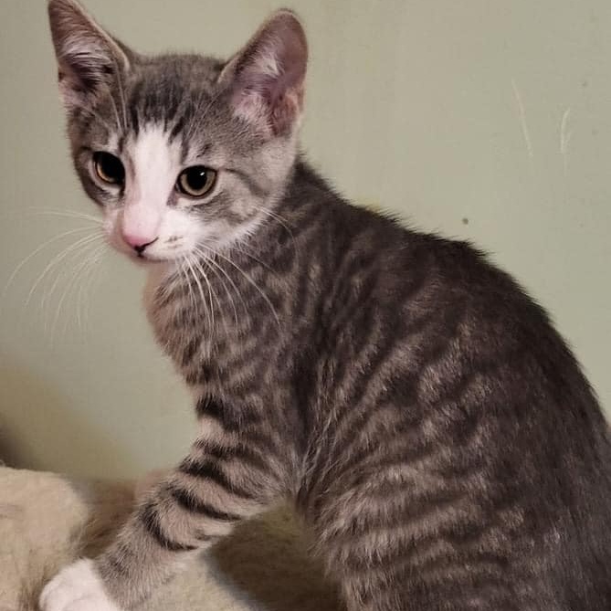 Jack, an adopted Domestic Short Hair in Hamilton, ON_image-1
