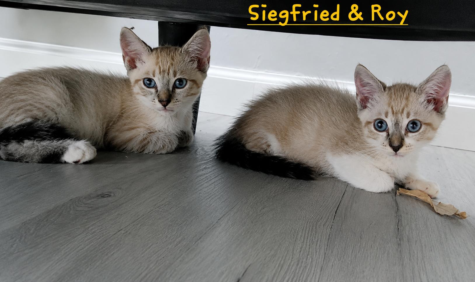 Siegfried and Roy, Bonded, an adopted mixed breed in Portsmouth, NH image 1/5