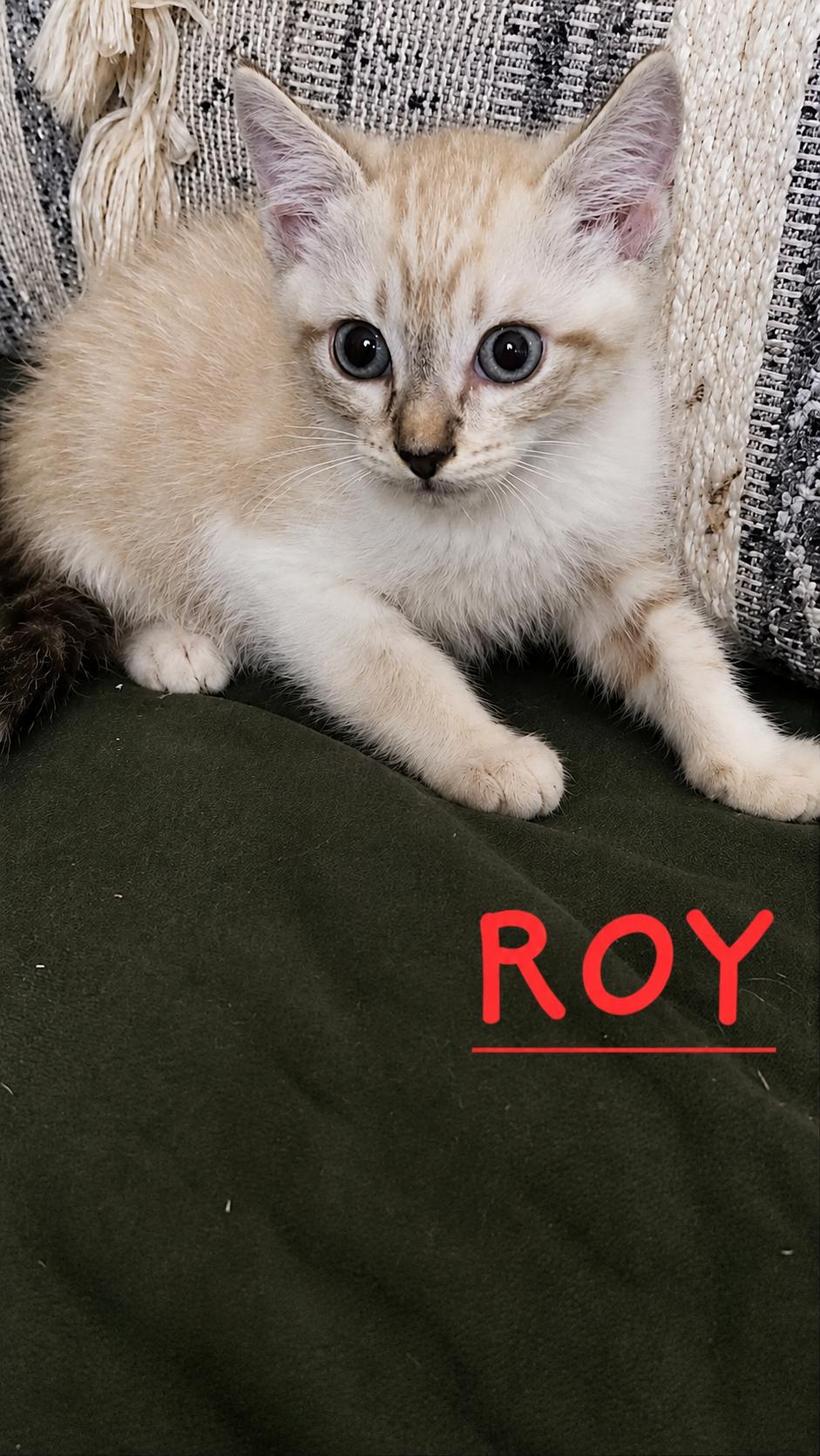 Siegfried and Roy, Bonded, an adopted mixed breed in Portsmouth, NH image 2/5