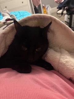 Enlarge Tom Tom, a ADOPTABLE Domestic Short Hair in Melrose, MA image 1/6