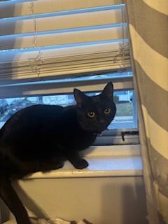 Enlarge Tom Tom, a ADOPTABLE Domestic Short Hair in Melrose, MA image 2/6