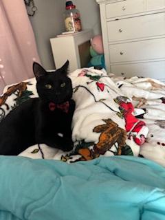 Enlarge Tom Tom, a ADOPTABLE Domestic Short Hair in Melrose, MA image 3/6