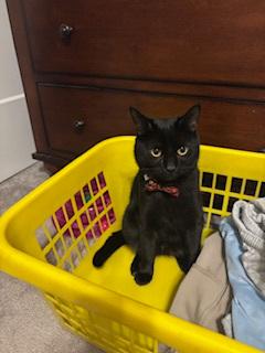 Enlarge Tom Tom, a ADOPTABLE Domestic Short Hair in Melrose, MA image 4/6