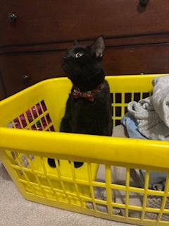 Enlarge Tom Tom, a ADOPTABLE Domestic Short Hair in Melrose, MA image 5/6