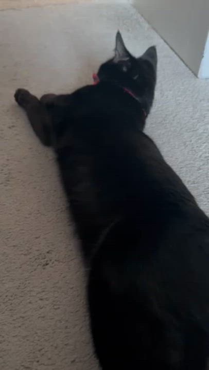 Enlarge Tom Tom, a ADOPTABLE Domestic Short Hair in Melrose, MA video 6/6