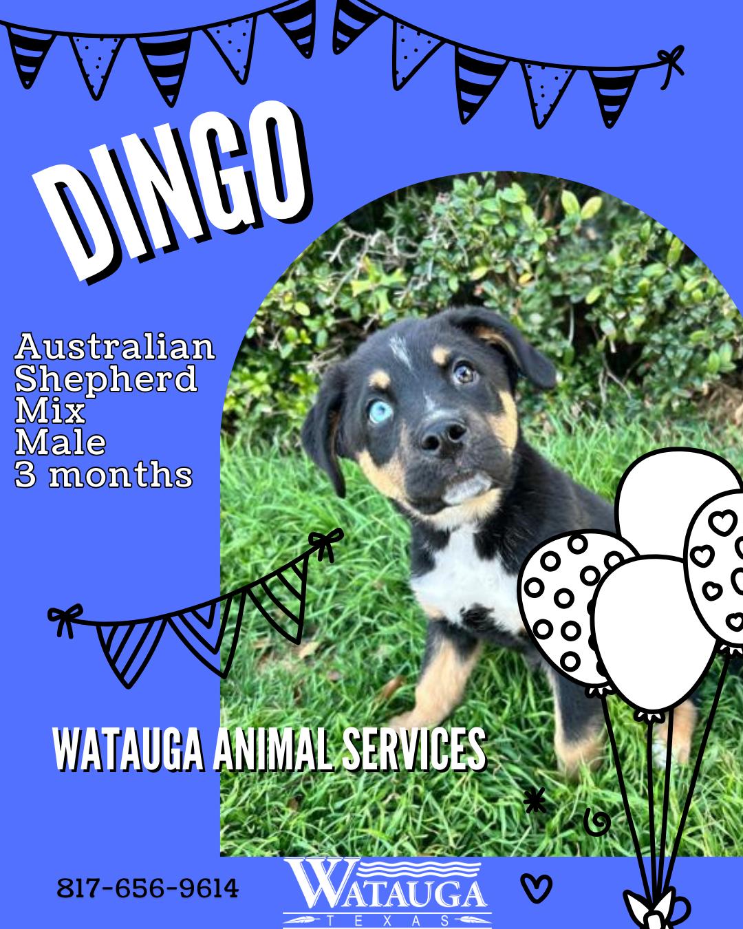 Enlarge Dingo, an adopted mixed breed in Watauga, TX image 1/1