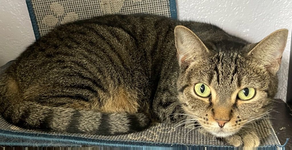 Baguette, a Adoptable Tabby in Lauderhill, FL image 1/8