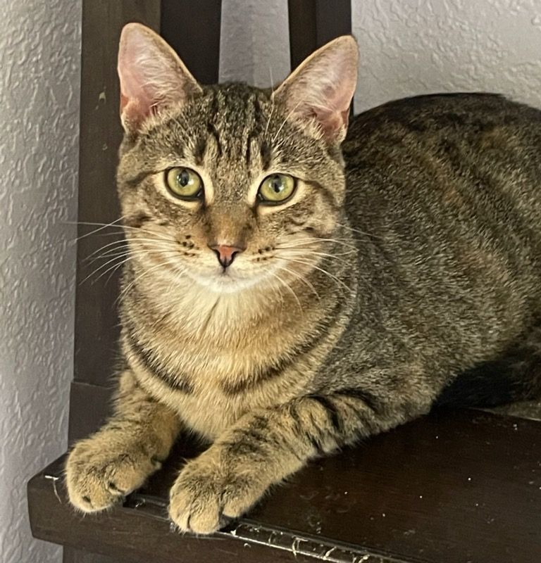 Baguette, a Adoptable Tabby in Lauderhill, FL image 2/8