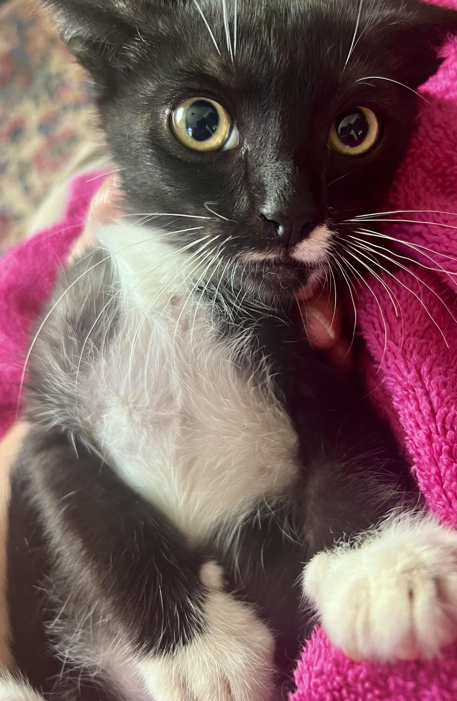 Pirate (M), an adopted American Shorthair in Los Angeles, CA image 2/4