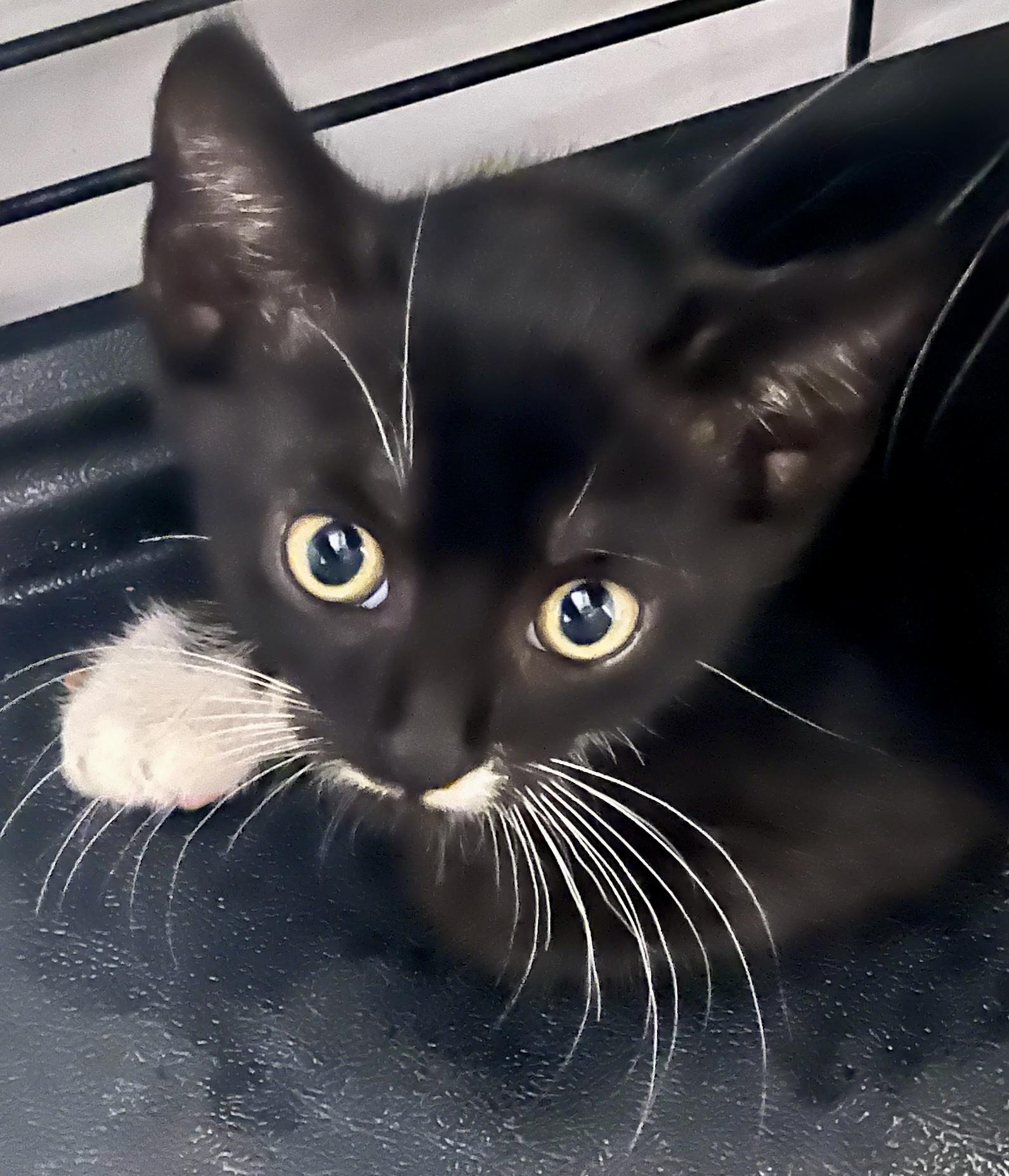 Pirate (M), an adopted American Shorthair in Los Angeles, CA image 1/4