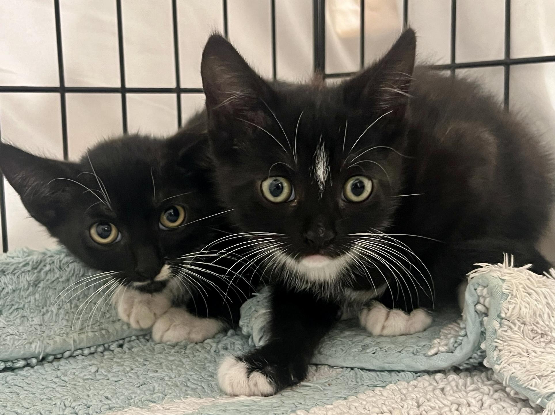 Pirate (M), an adopted American Shorthair in Los Angeles, CA image 3/4