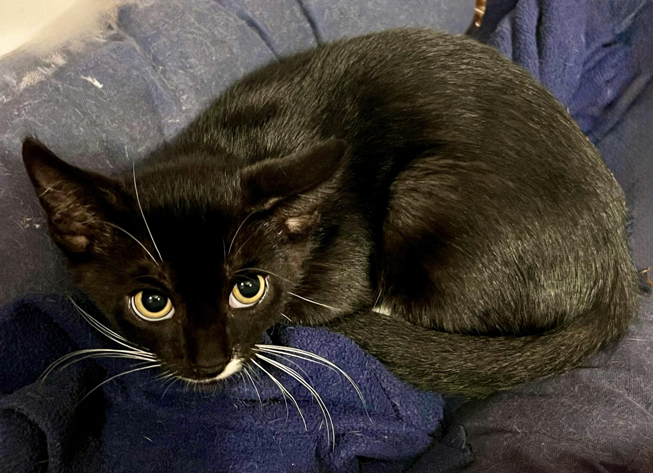 Pirate (M), an adopted American Shorthair in Los Angeles, CA image 4/4