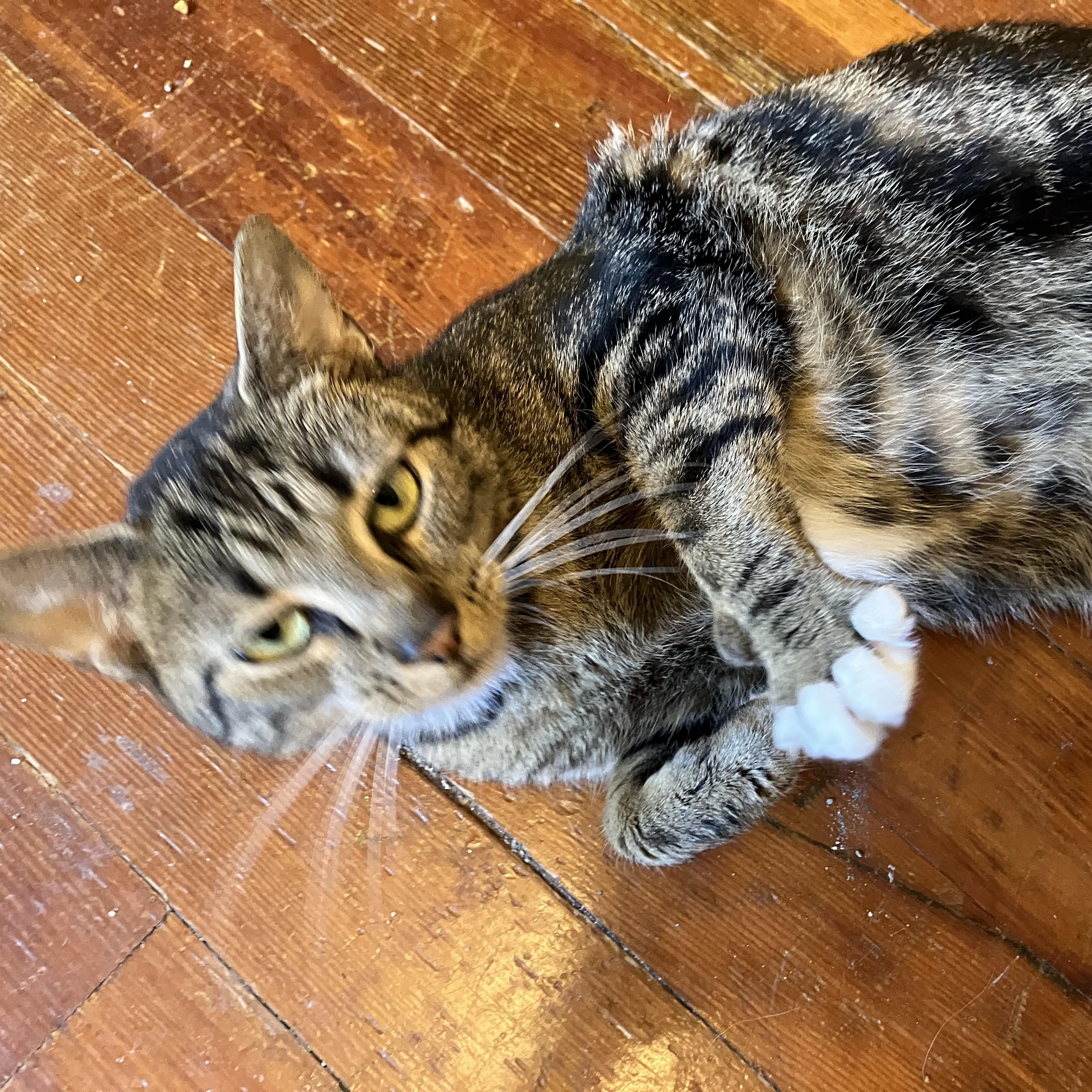 Enlarge Patricia, a Adoptable Domestic Short Hair in Troy, NY image 4/4