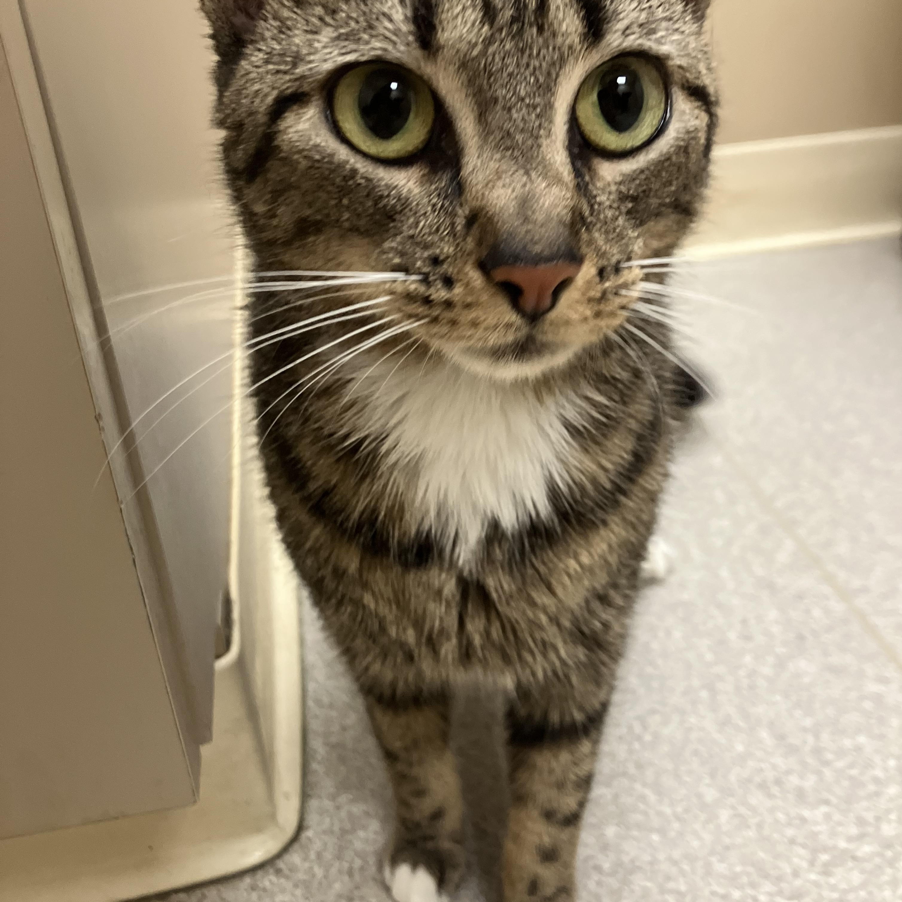 Enlarge Patricia, a Adoptable Domestic Short Hair in Troy, NY image 2/4