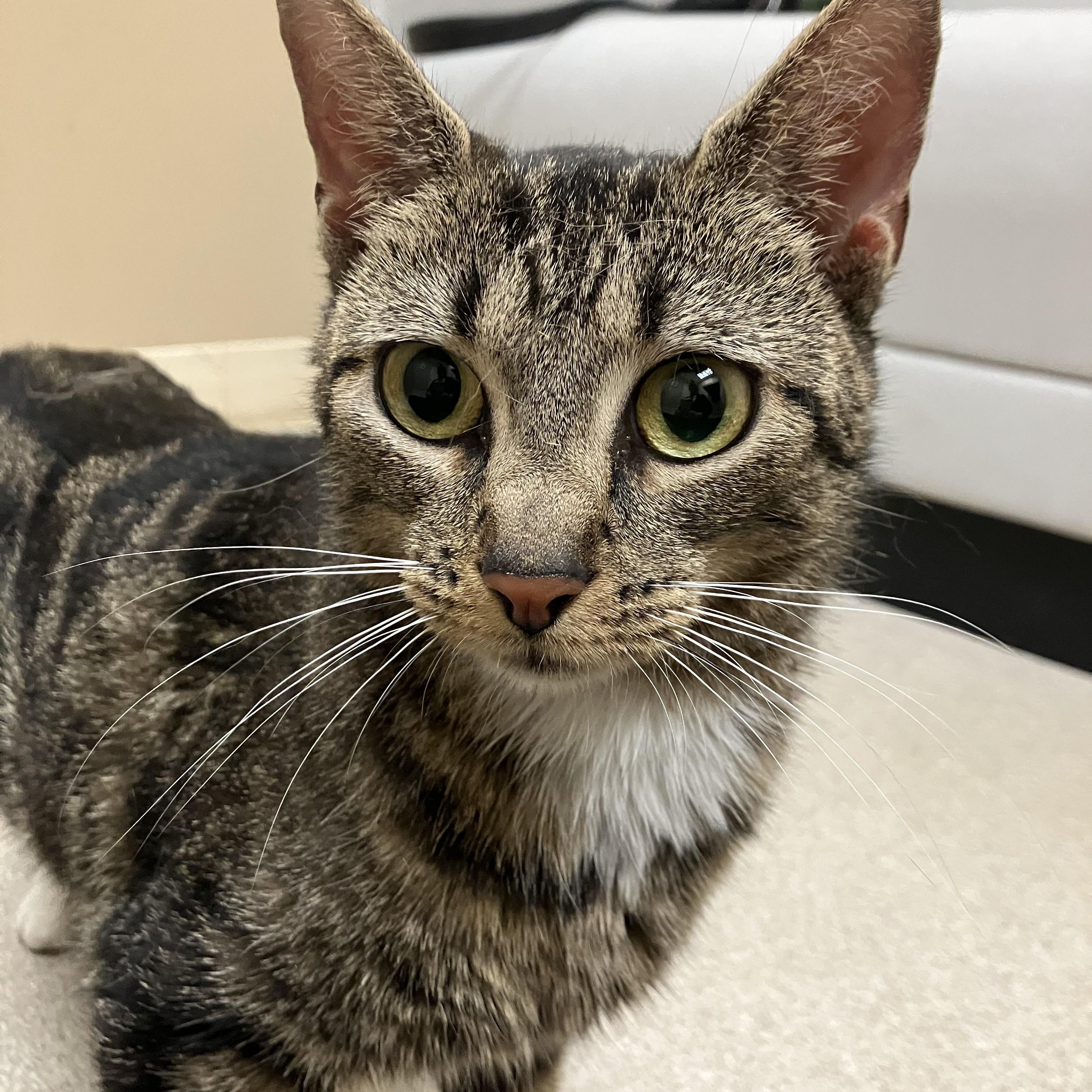 Enlarge Patricia, a Adoptable Domestic Short Hair in Troy, NY image 1/4