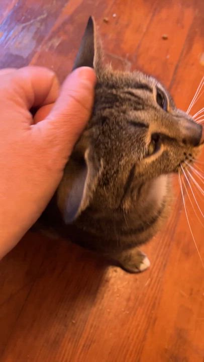 Enlarge Patricia, a Adoptable Domestic Short Hair in Troy, NY video 3/4