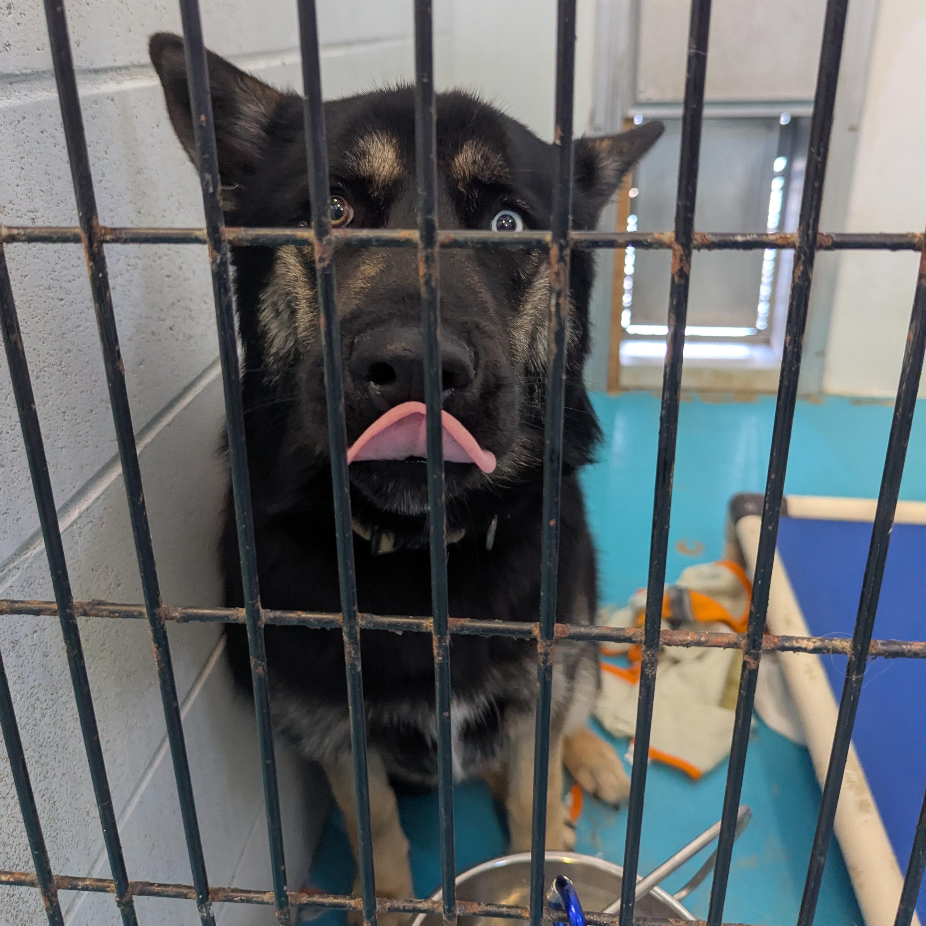 Enlarge Diesel, a ADOPTABLE mixed breed in Morden, MB image 4/4