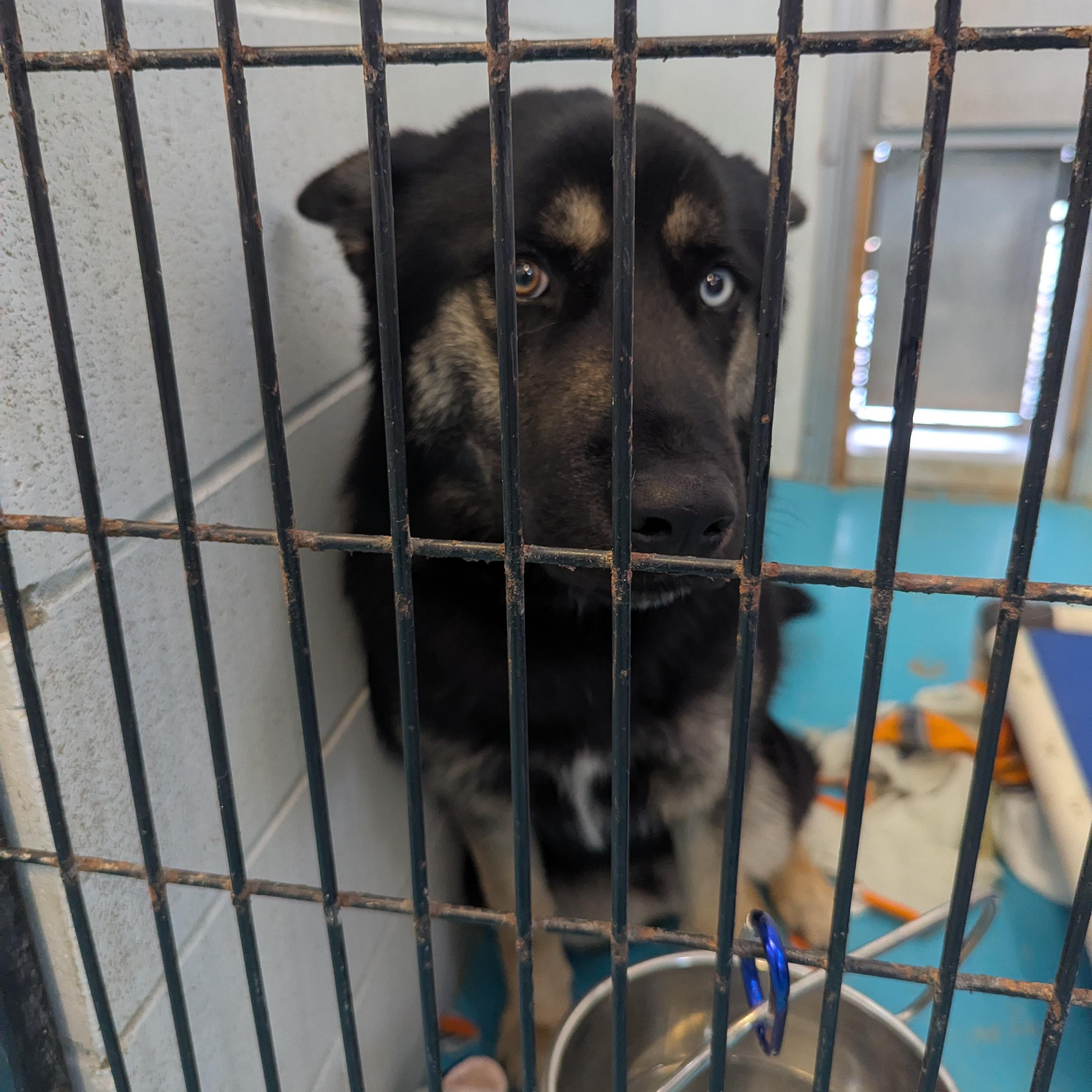 Enlarge Diesel, a ADOPTABLE mixed breed in Morden, MB image 2/4