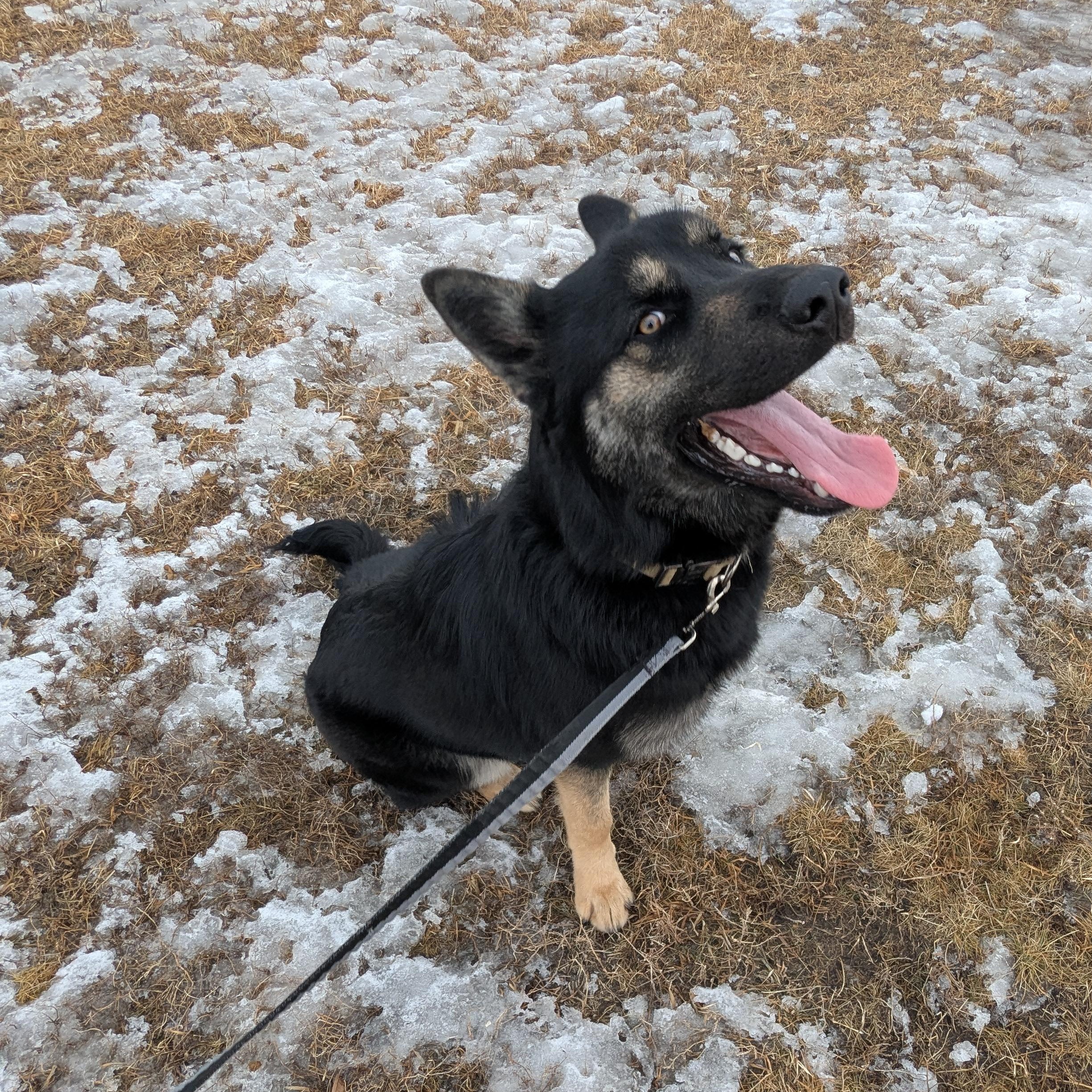 Enlarge Diesel, a ADOPTABLE mixed breed in Morden, MB image 3/4