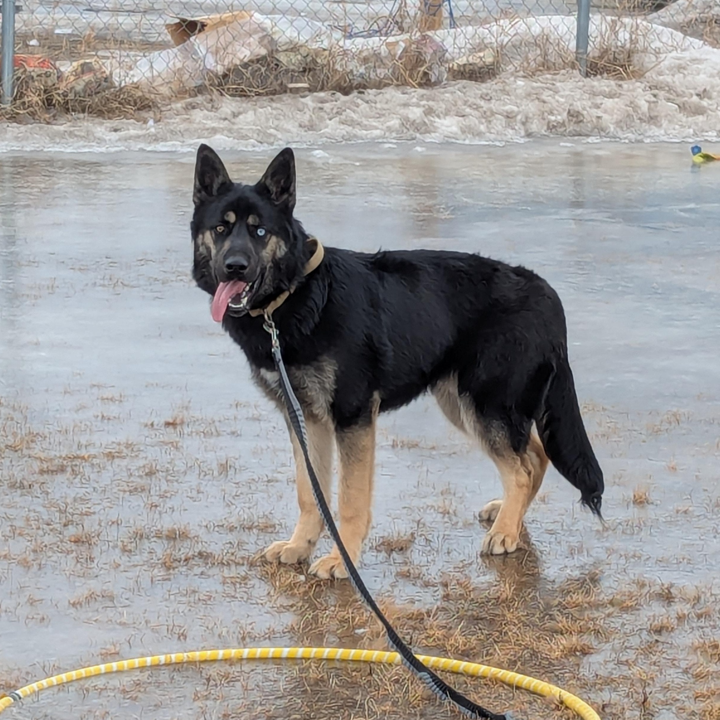 Enlarge Diesel, a ADOPTABLE mixed breed in Morden, MB image 1/4