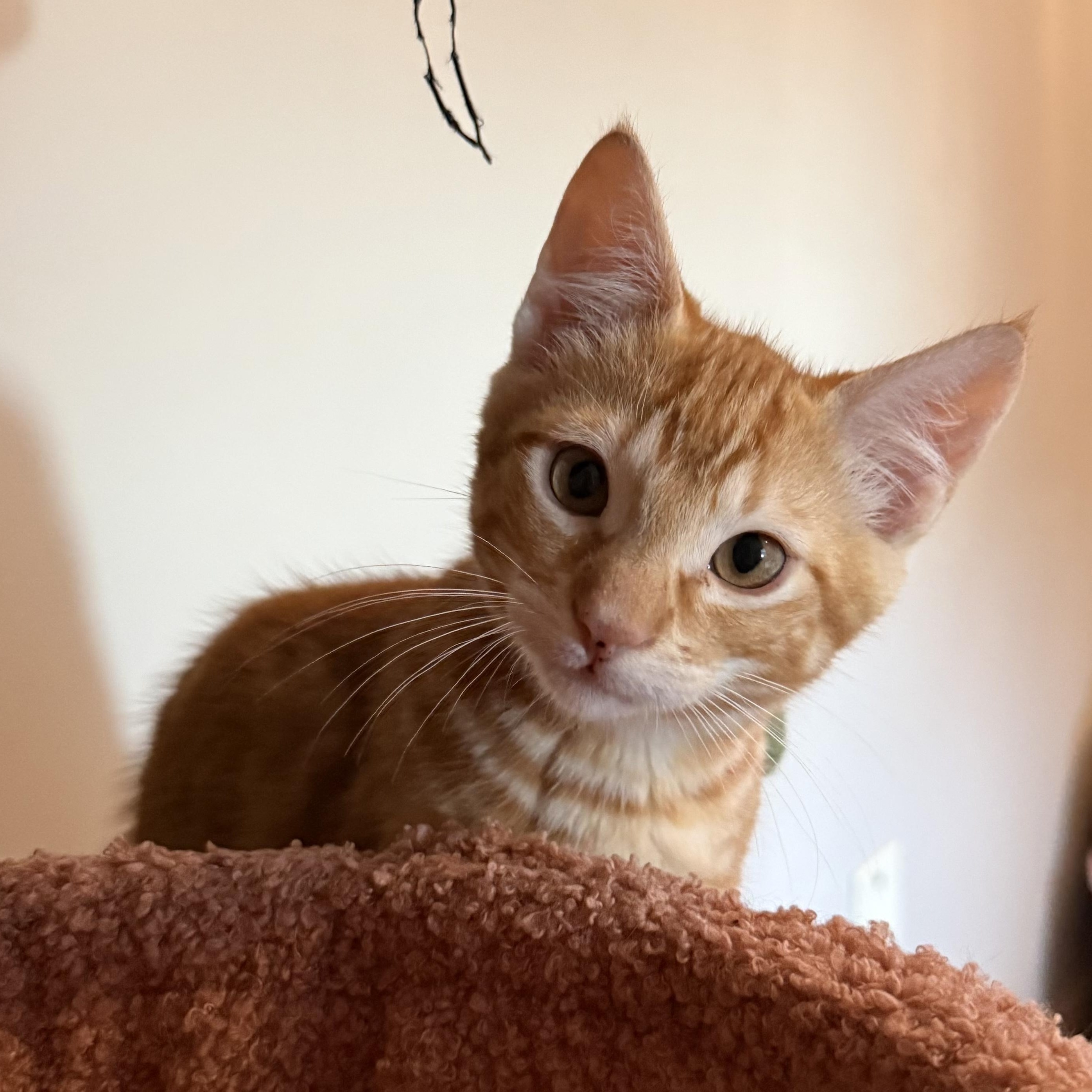 Enlarge Pepita & Sunflower, a ADOPTABLE Domestic Short Hair in Waltham, MA image 2/6