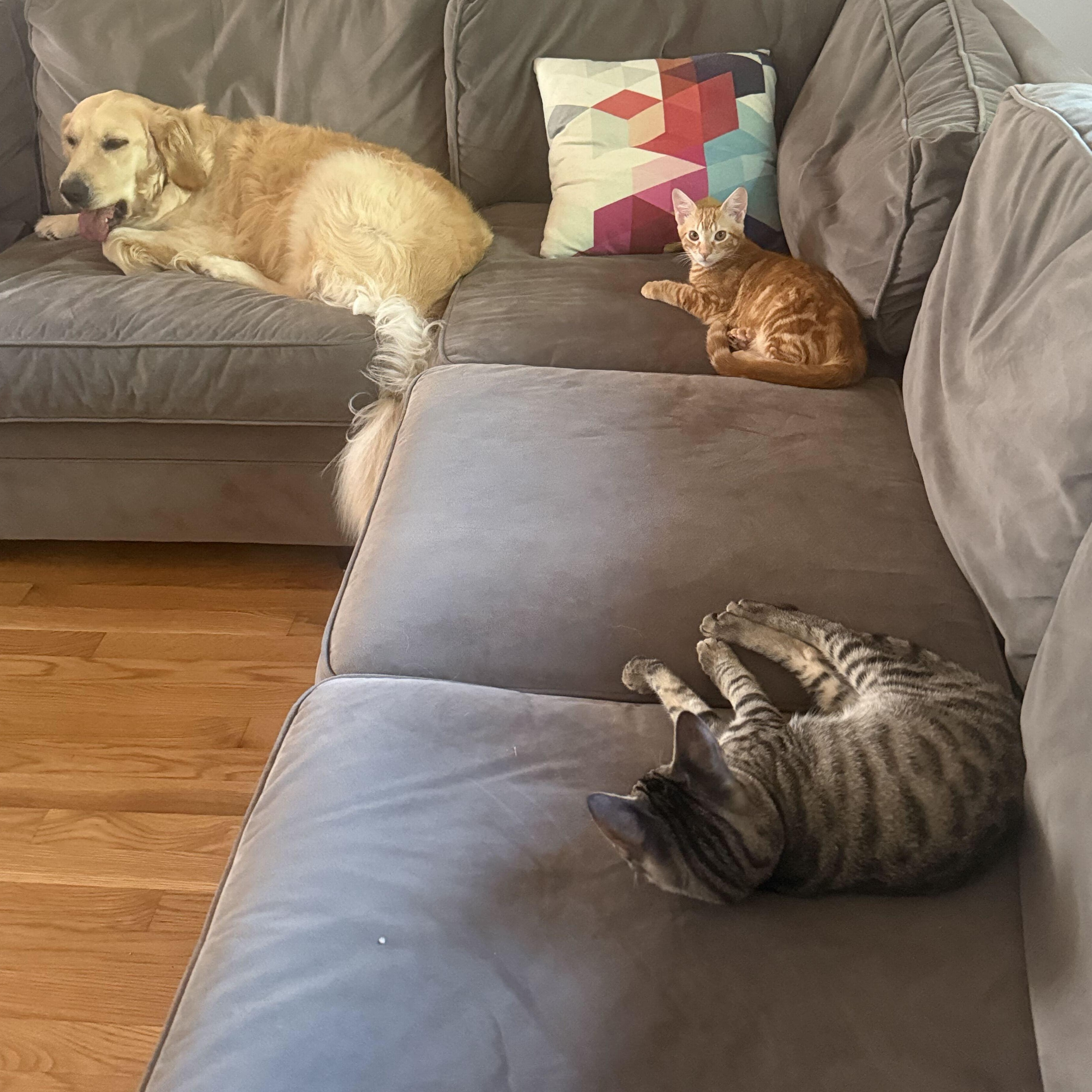 Enlarge Pepita & Sunflower, a ADOPTABLE Domestic Short Hair in Waltham, MA image 4/6