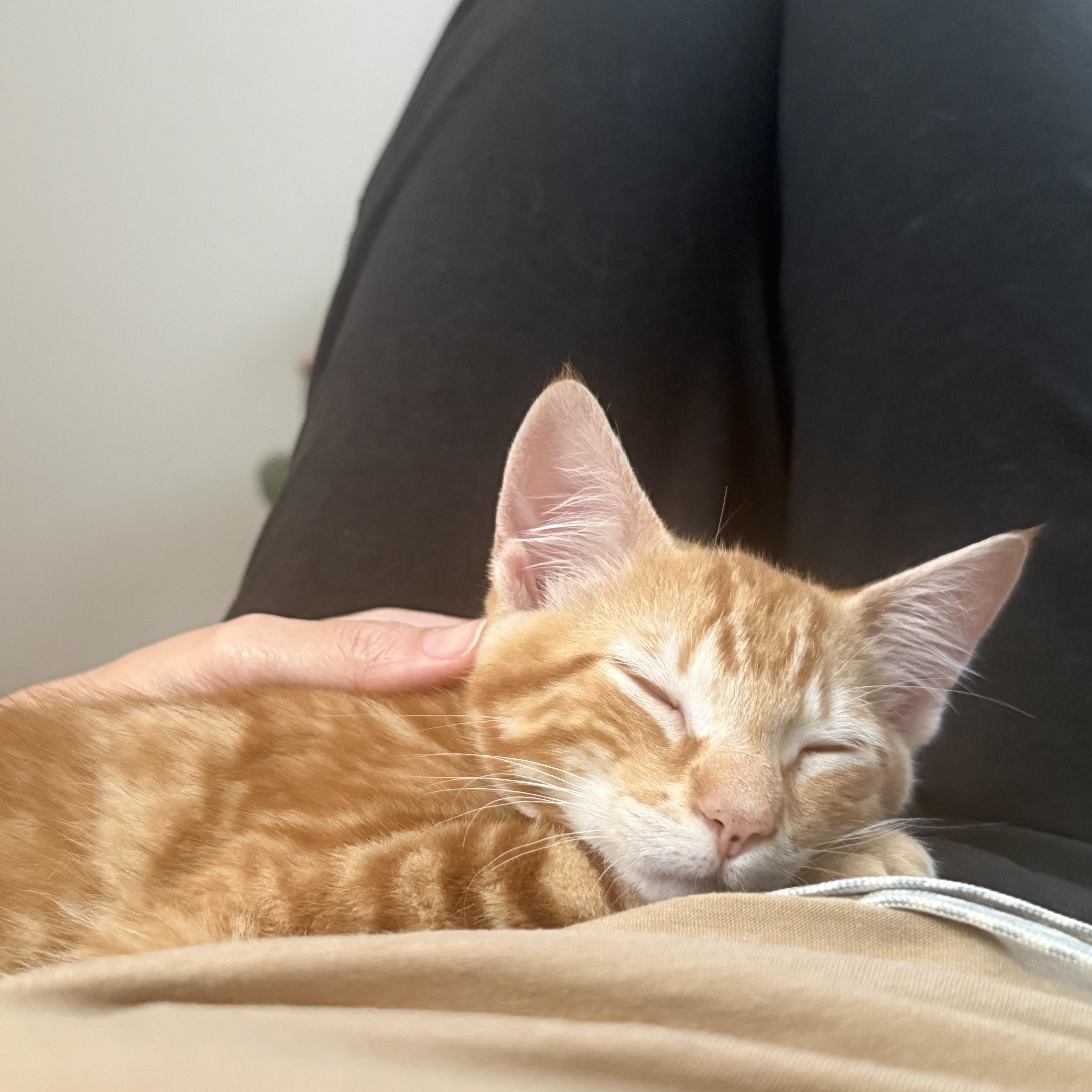 Enlarge Pepita & Sunflower, a ADOPTABLE Domestic Short Hair in Waltham, MA image 5/6