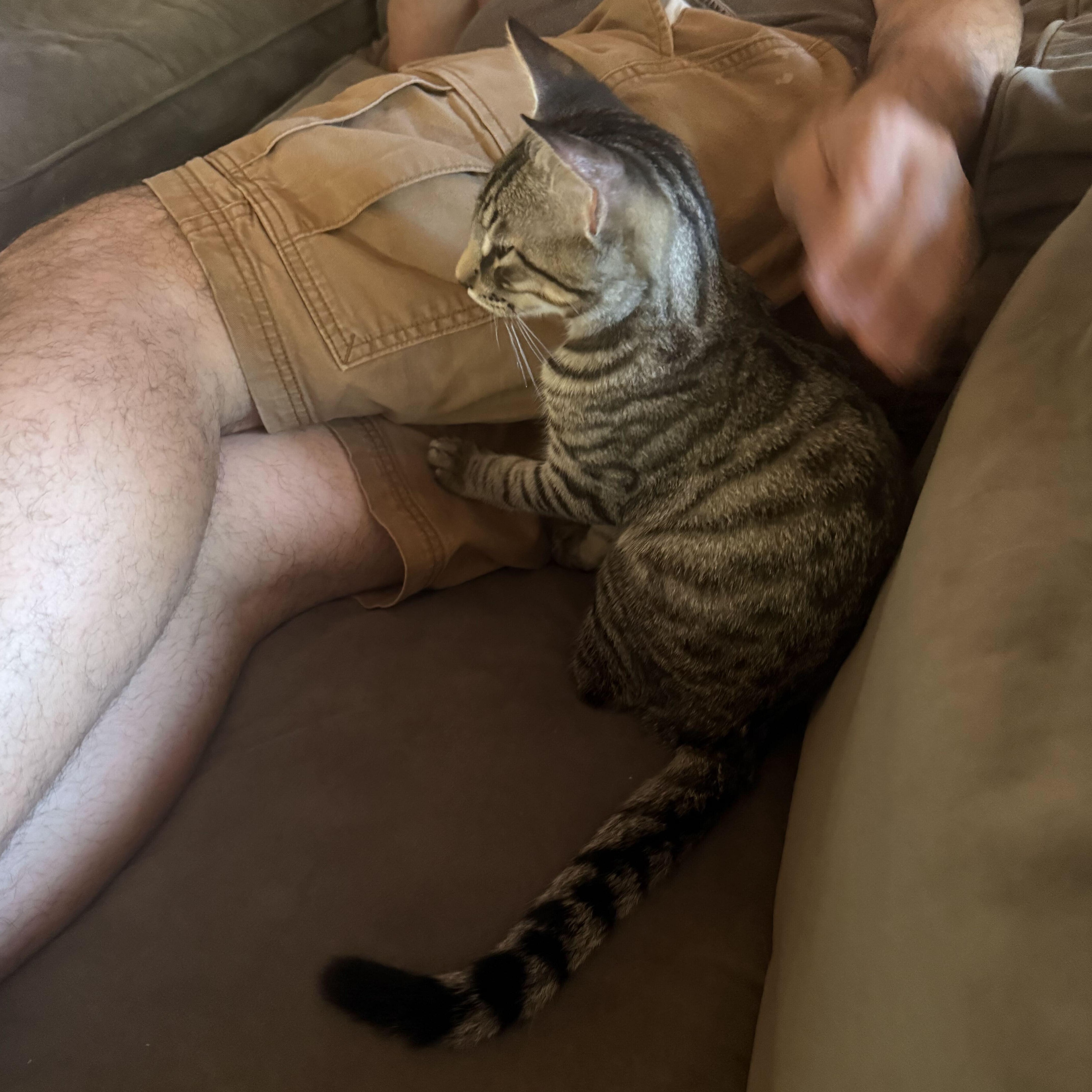 Enlarge Pepita & Sunflower, a ADOPTABLE Domestic Short Hair in Waltham, MA image 6/6