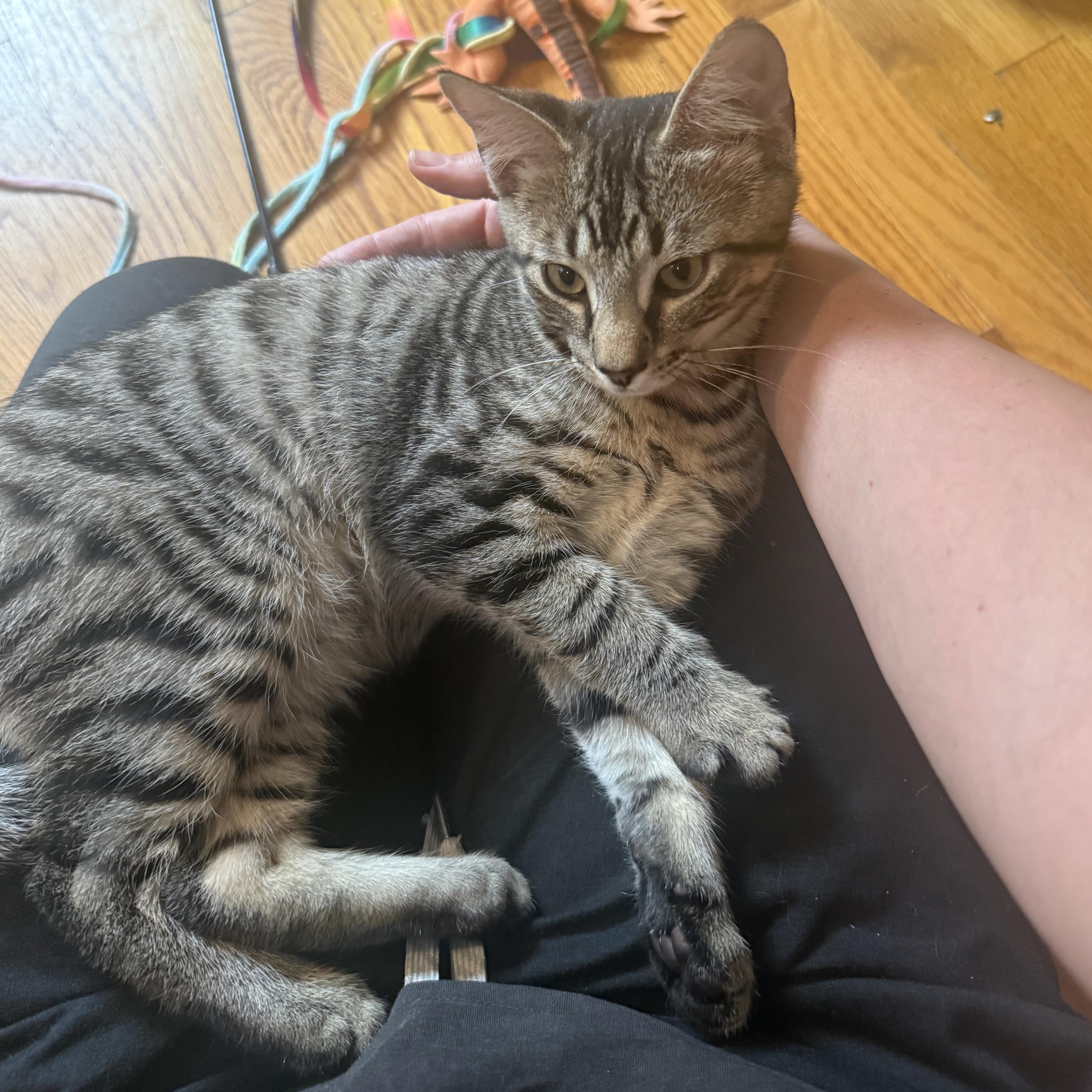 Enlarge Pepita & Sunflower, a ADOPTABLE Domestic Short Hair in Waltham, MA image 3/6