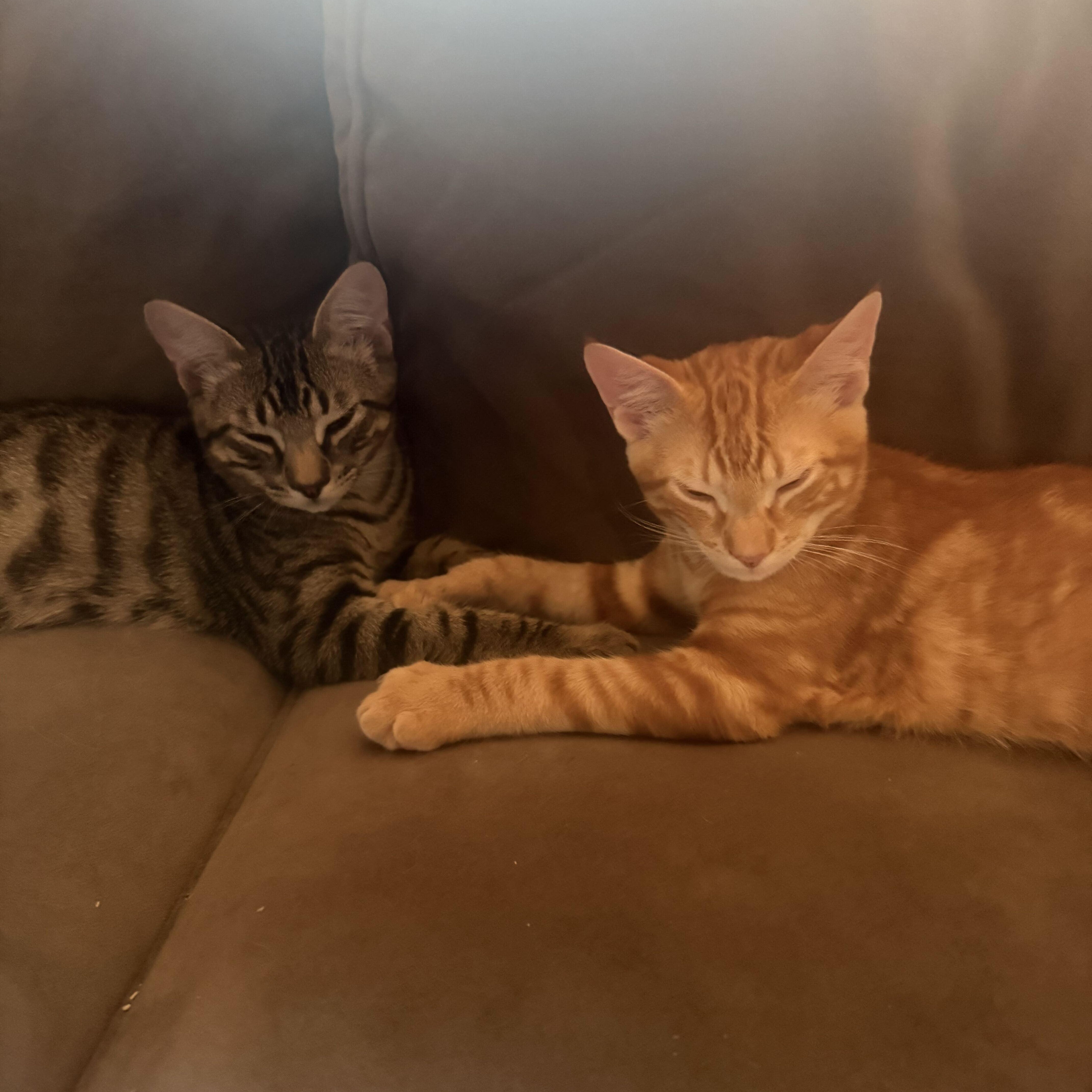 Enlarge Pepita & Sunflower, a ADOPTABLE Domestic Short Hair in Waltham, MA image 1/6