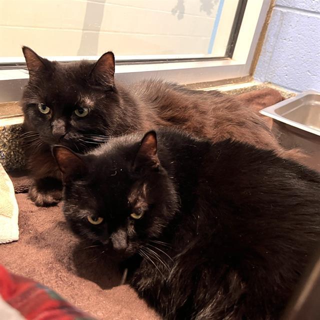 Enlarge WINIFRED, a Adoptable Domestic Short Hair in Methuen, MA image 1/1
